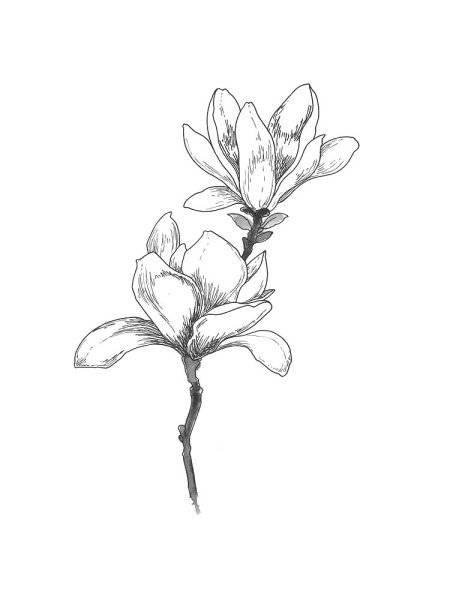 Цветы магнолии