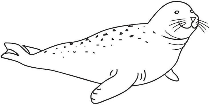 Морской леопард в Антарктиде