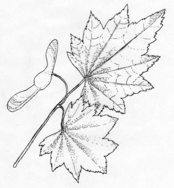 Листья раскраска