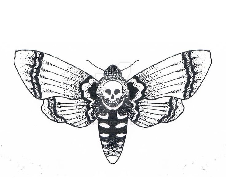 Бражник бабочка мертвая голова тату