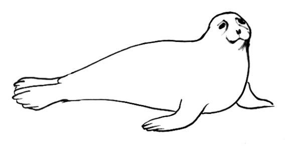 Тюлень рисунок