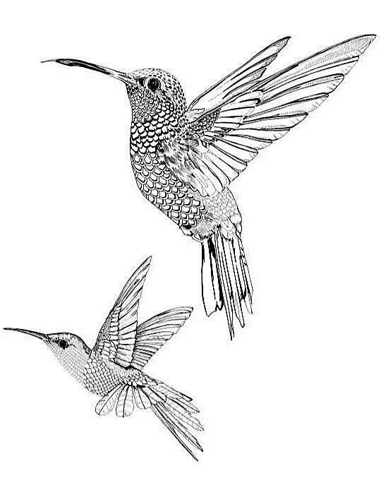 Колибри контурный рисунок