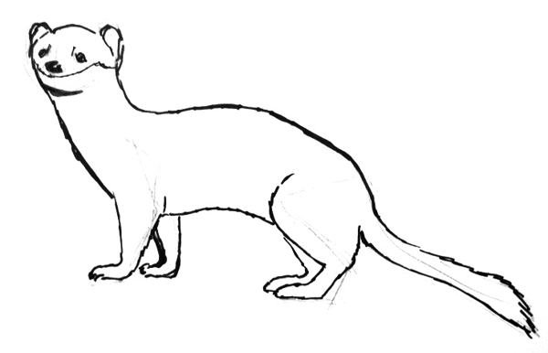Горностай раскраска