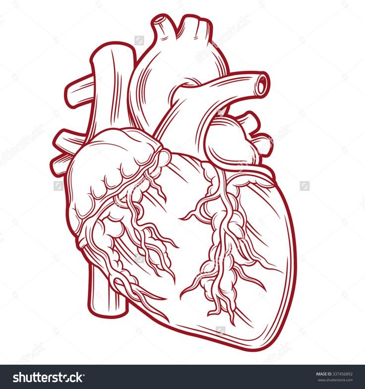 Человеческое сердце раскраска