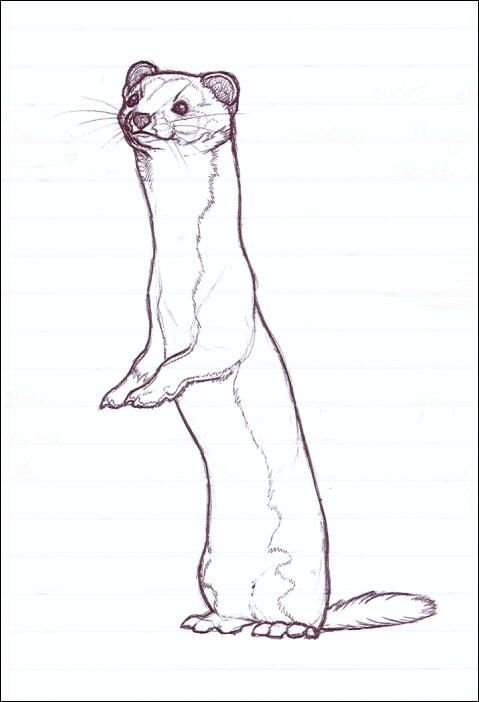 Хорек для срисовки