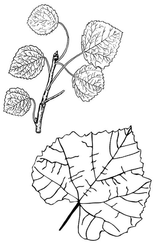 Раскраска листочки осины