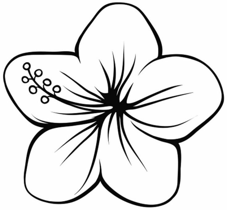 Цветы рисунок