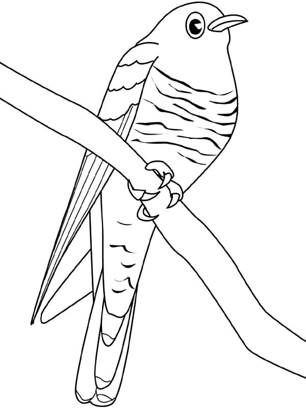 Птицы раскраска для детей