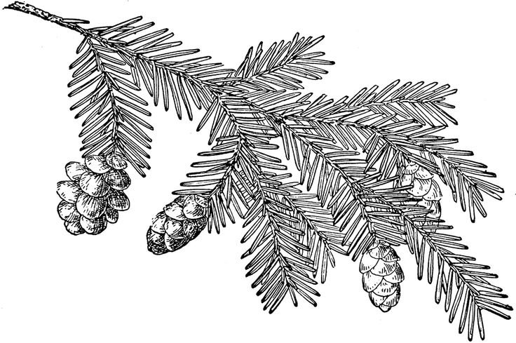 Еловая ветка контур