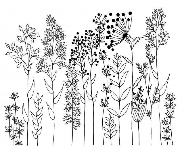 Полевые цветы вмграфике