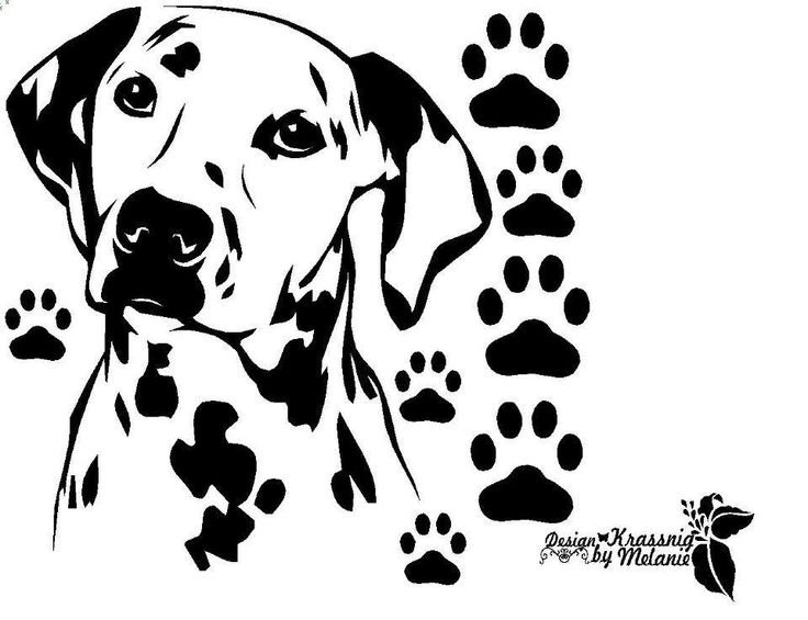 Далматин вектор