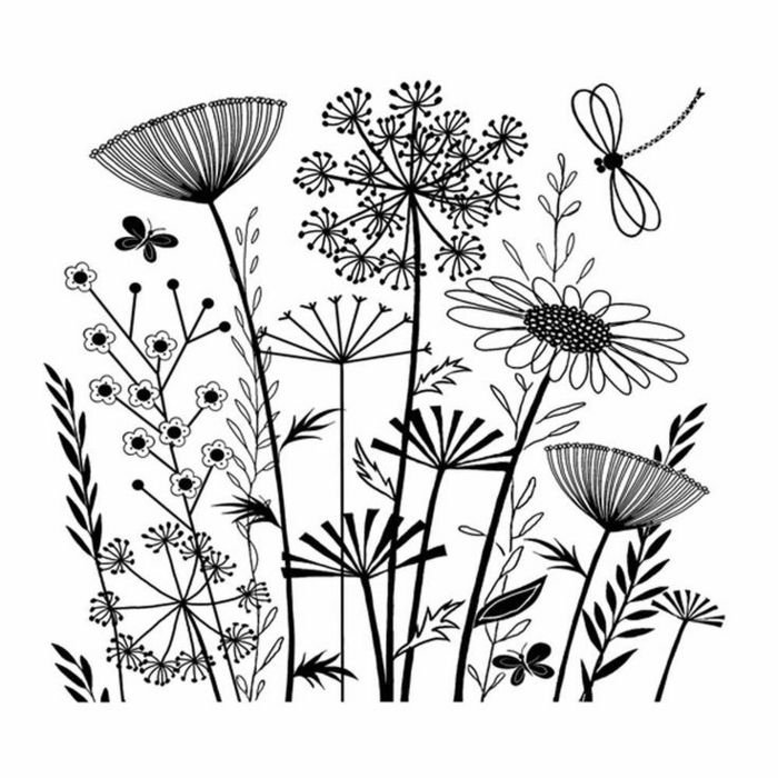 Зонтичные кашка Полевая