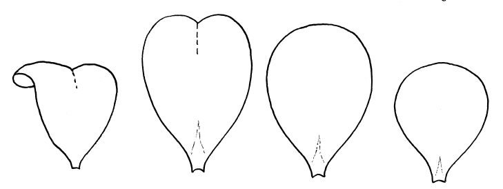 Трафарет лепестков
