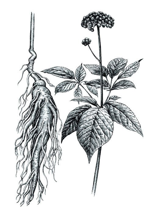 Женьшень цветок и корень