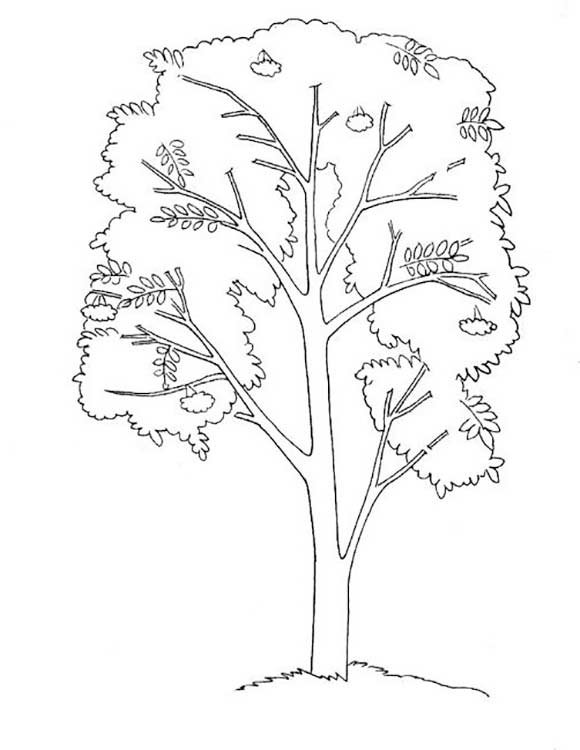 Рябина разукрашка детям