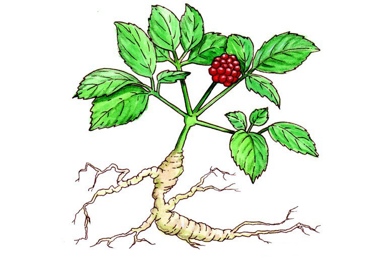 Женьшень обыкновенный корень