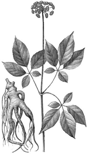 Женьшень растение