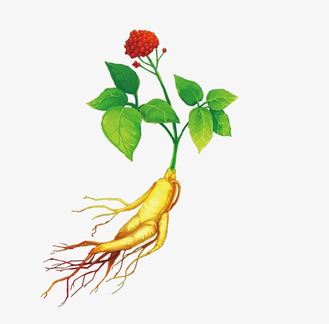 Корни женьшеня Фармакогнозия