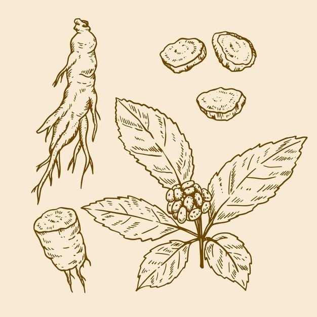 Женьшень Ботанический рисунок