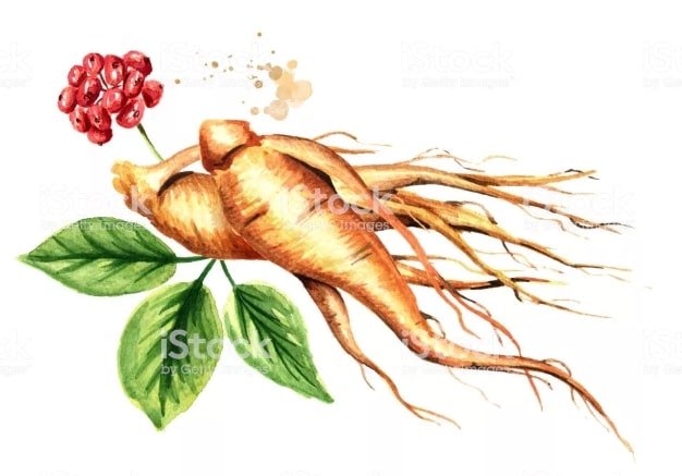 Женьшень на белом фоне