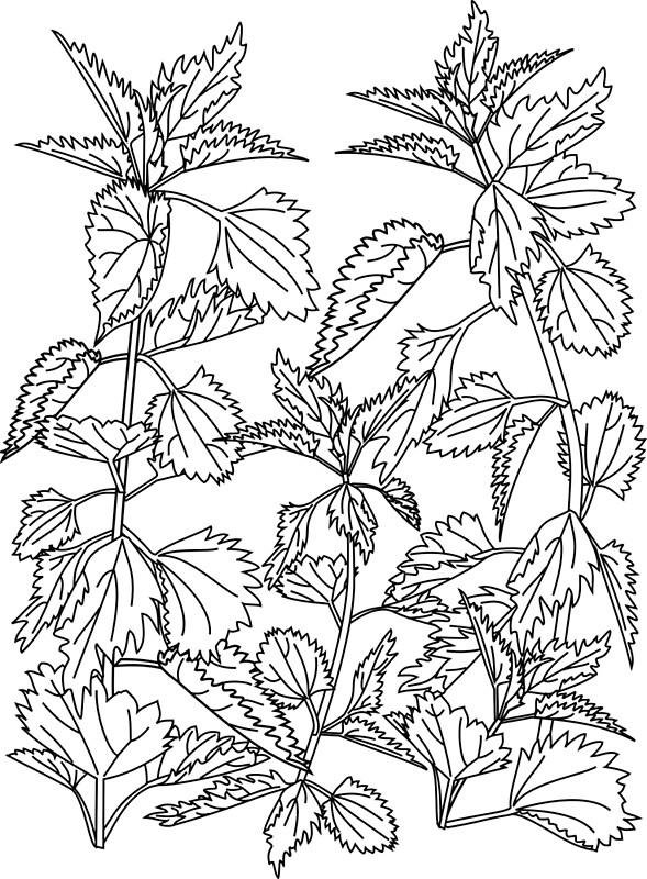 Крапива двудомная Фармакогнозия