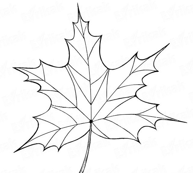 Кленовый листок раскраска для детей