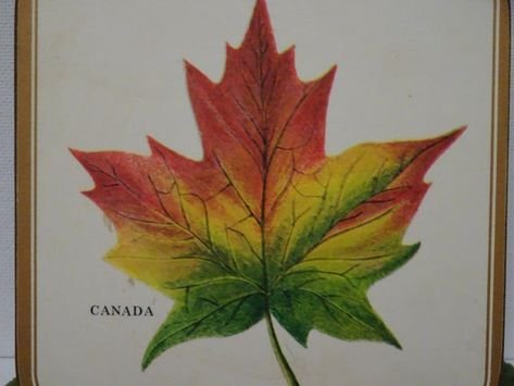 Раскрашенные кленовые листья