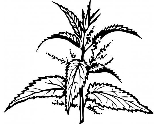 Крапива двудомная (Urtica dioica)