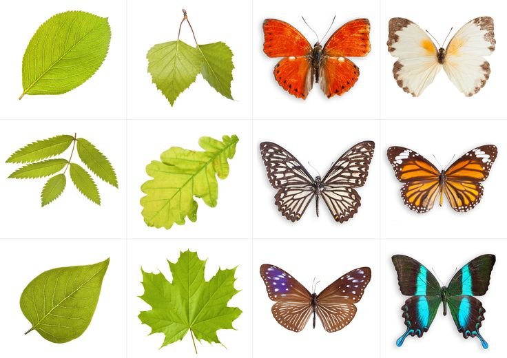 Бабочка картинка для детей