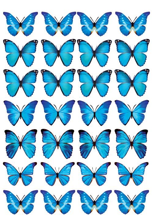 Маленькие бабочки