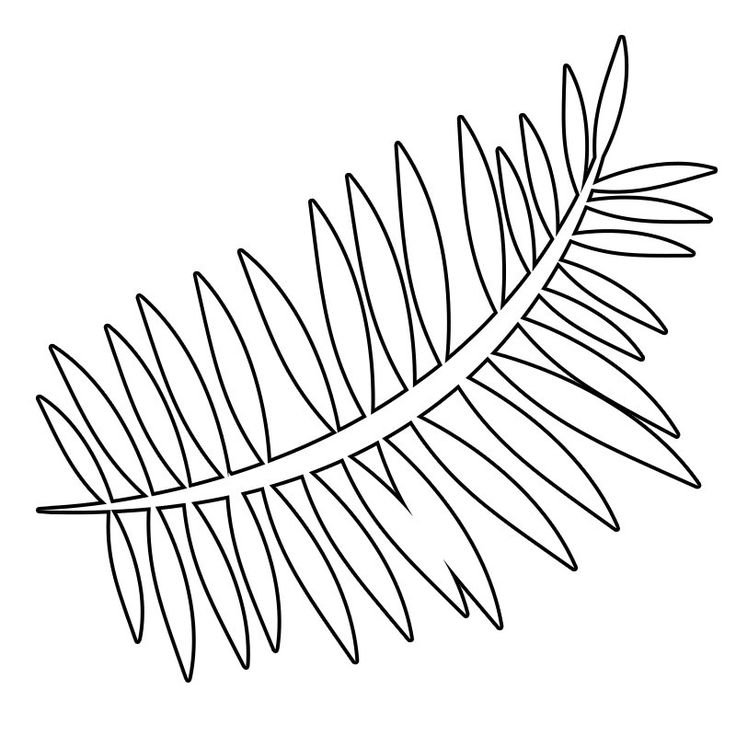 Контур тропических листьев