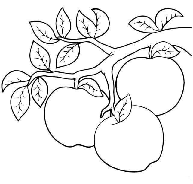 Яблоко на ветке раскраска для детей