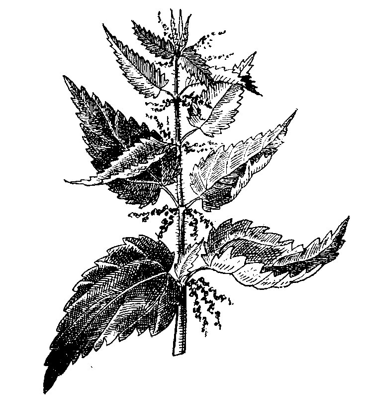 Стебель крапивы двудомной