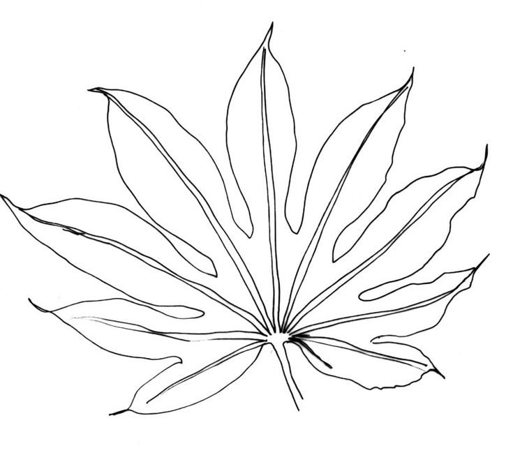 Тропические листья контур