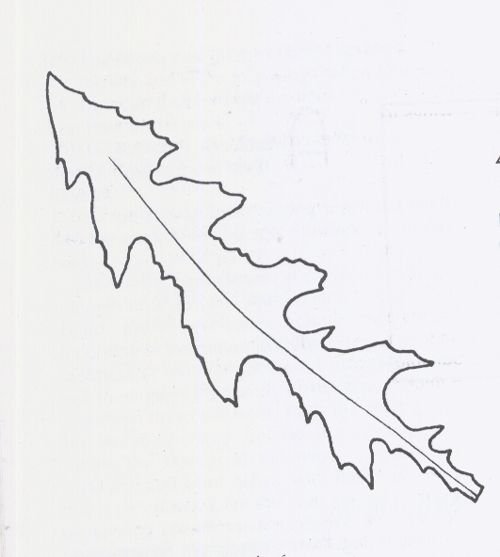 Трафарет листик одуванчика