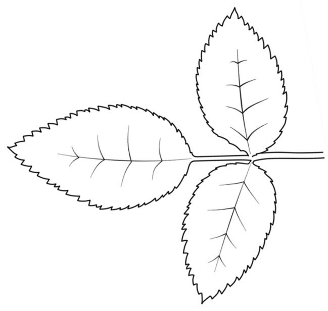 Трафареты "листья"