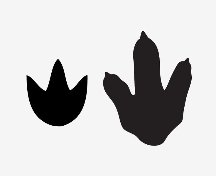 Отпечаток лапы динозавра