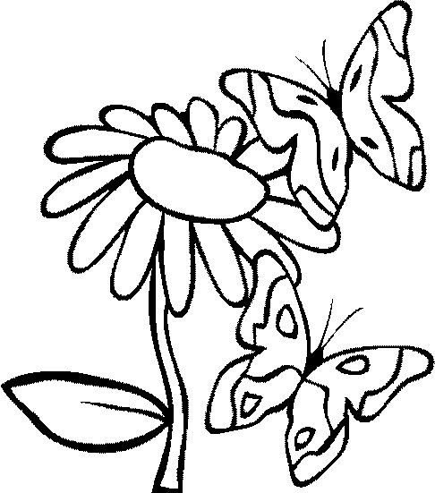 Цветы и бабочки. Раскраска