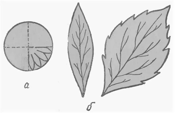 Трафарет листьев цветов