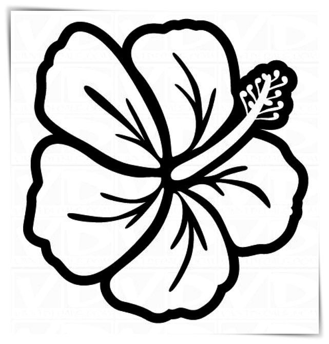 Гавайские цветы рисунок