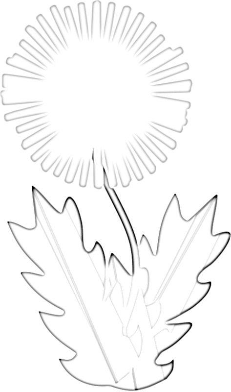 Одуванчик цветок раскраска