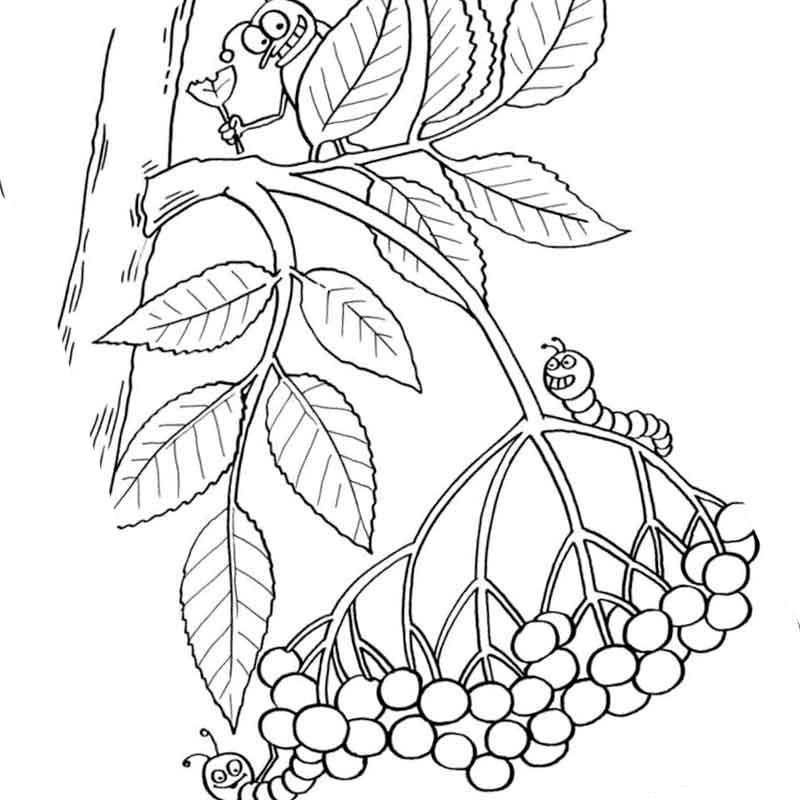 Рябина раскраска для малышей