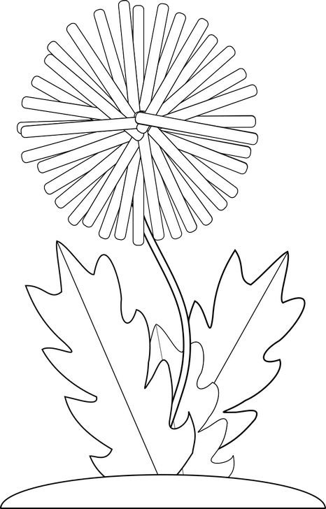 Одуванчик цветок раскраска