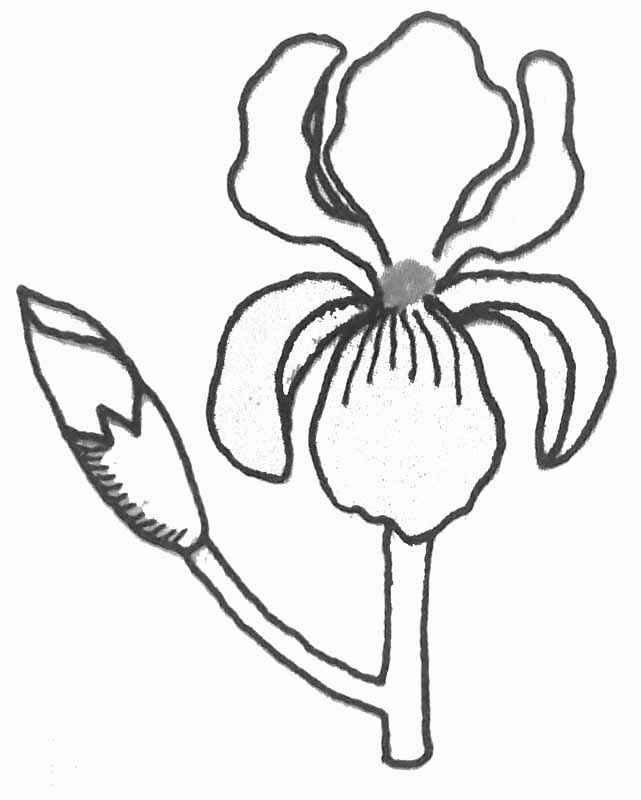 Трафарет ириса цветка