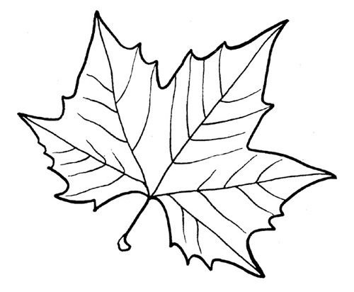 Лист клёна рисунок