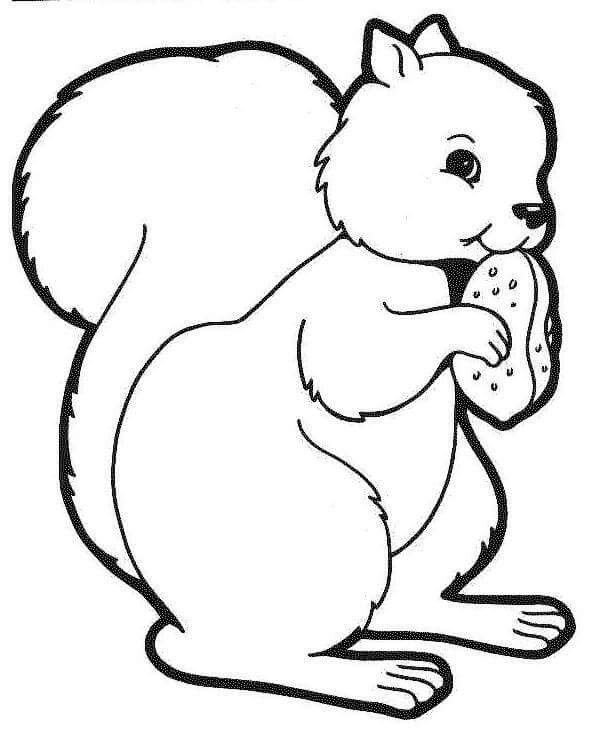 Раскраска Белочка