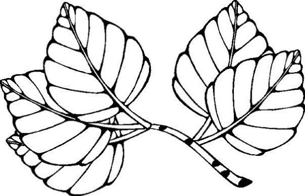 Ветка дерева раскраска для детей