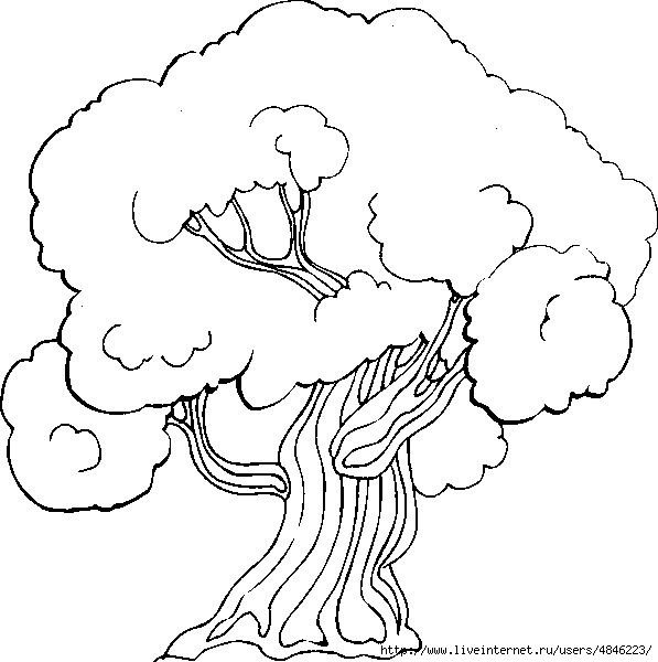 Контурное изображение деревьев