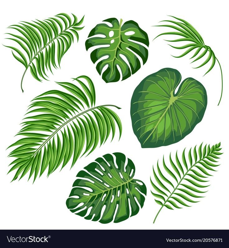 Папоротник пальмы монстера