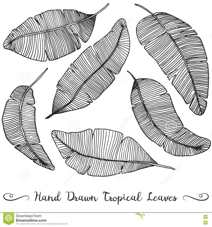 Банановые листья вектор
